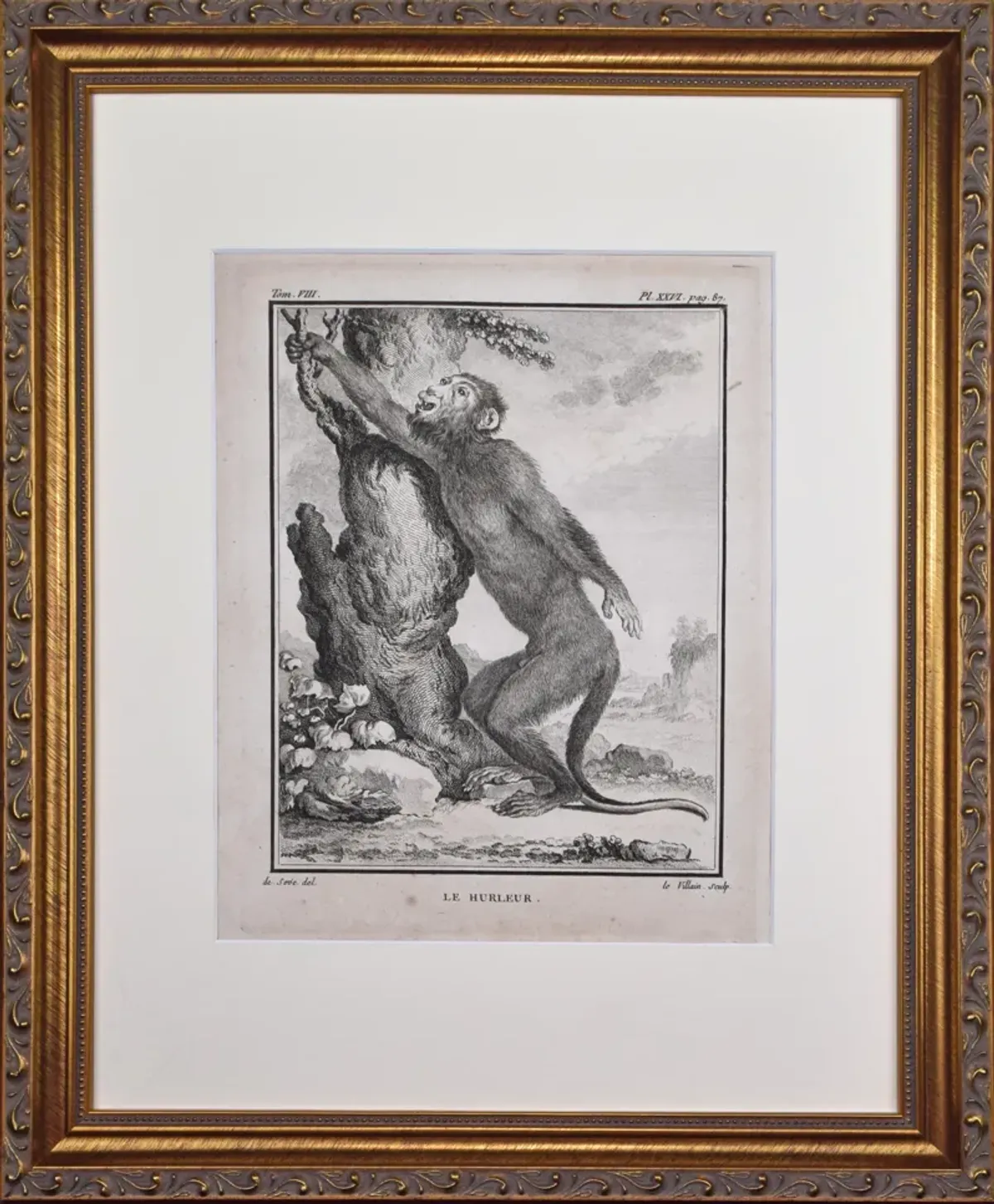 18th Century French Monkey Engraving - Antiquarian Art Company - Black