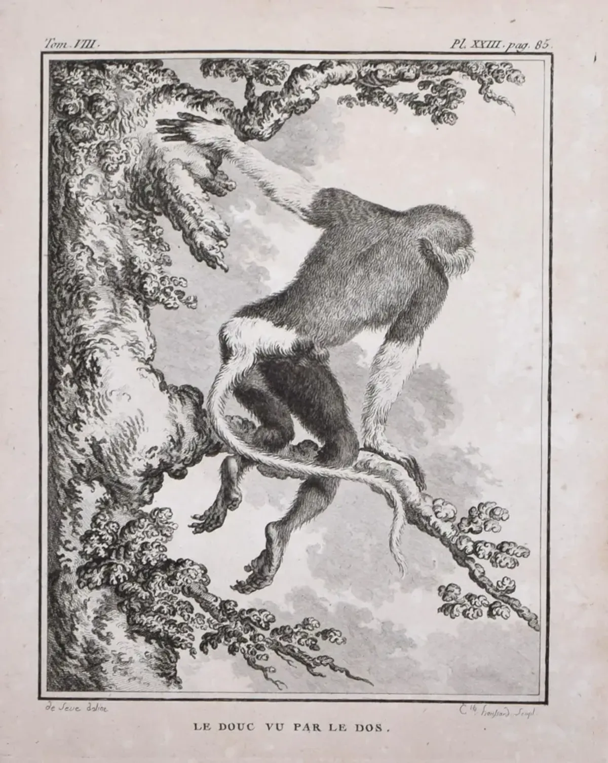 18th Century French Monkey Engraving - Antiquarian Art Company - Black