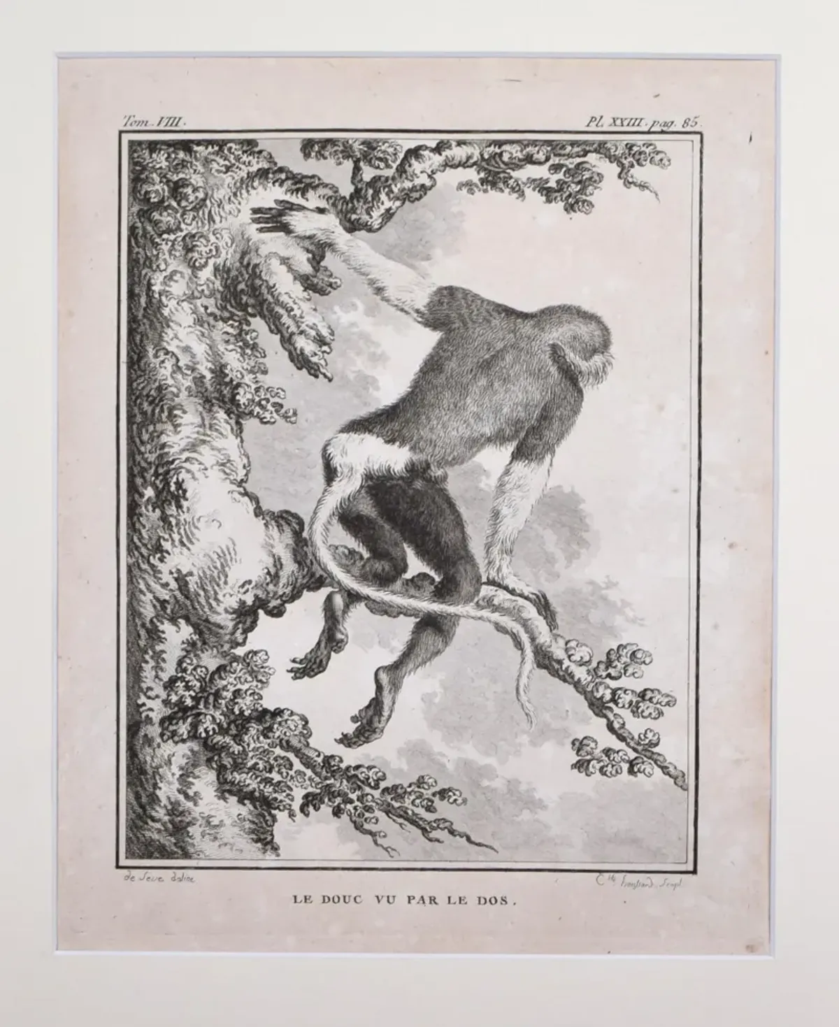 18th Century French Monkey Engraving - Antiquarian Art Company - Black