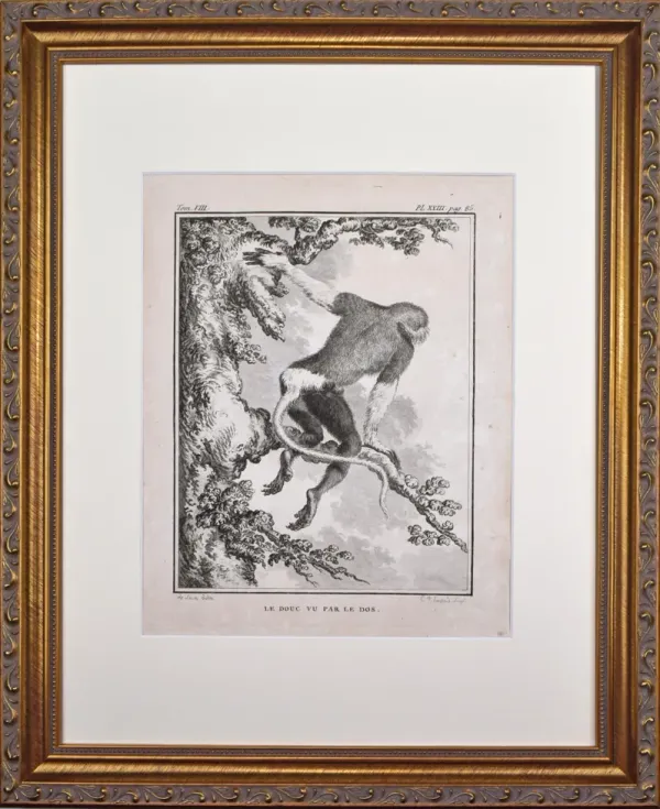 18th Century French Monkey Engraving - Antiquarian Art Company - Black