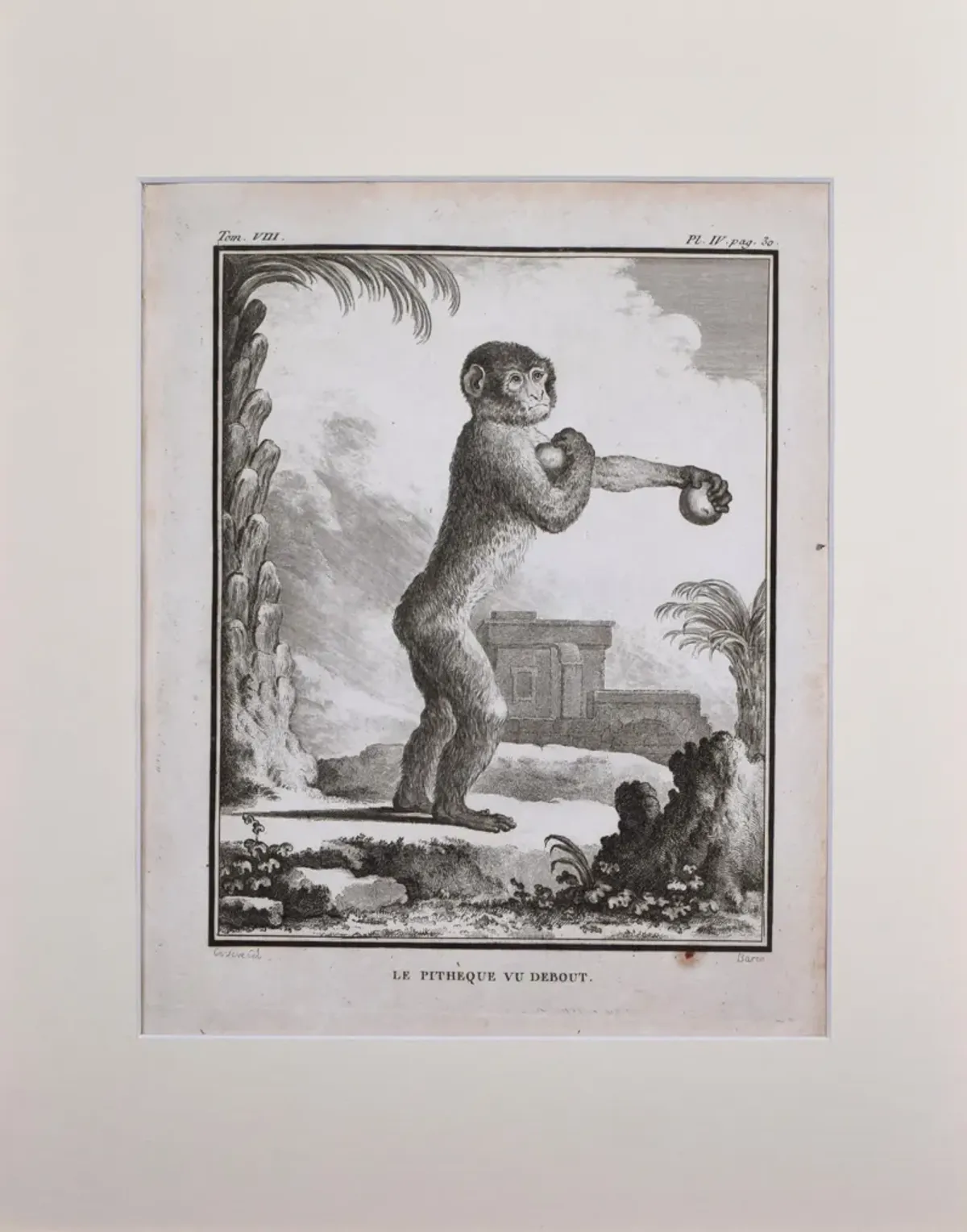 18th Century French Monkey Engraving - Antiquarian Art Company - Black