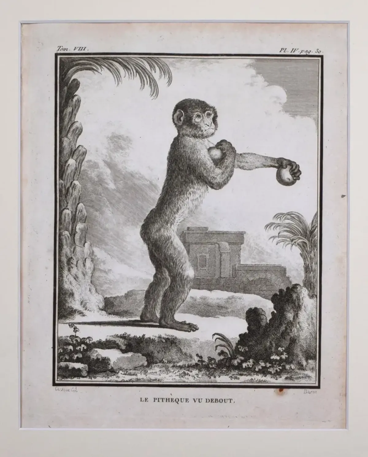 18th Century French Monkey Engraving - Antiquarian Art Company - Black