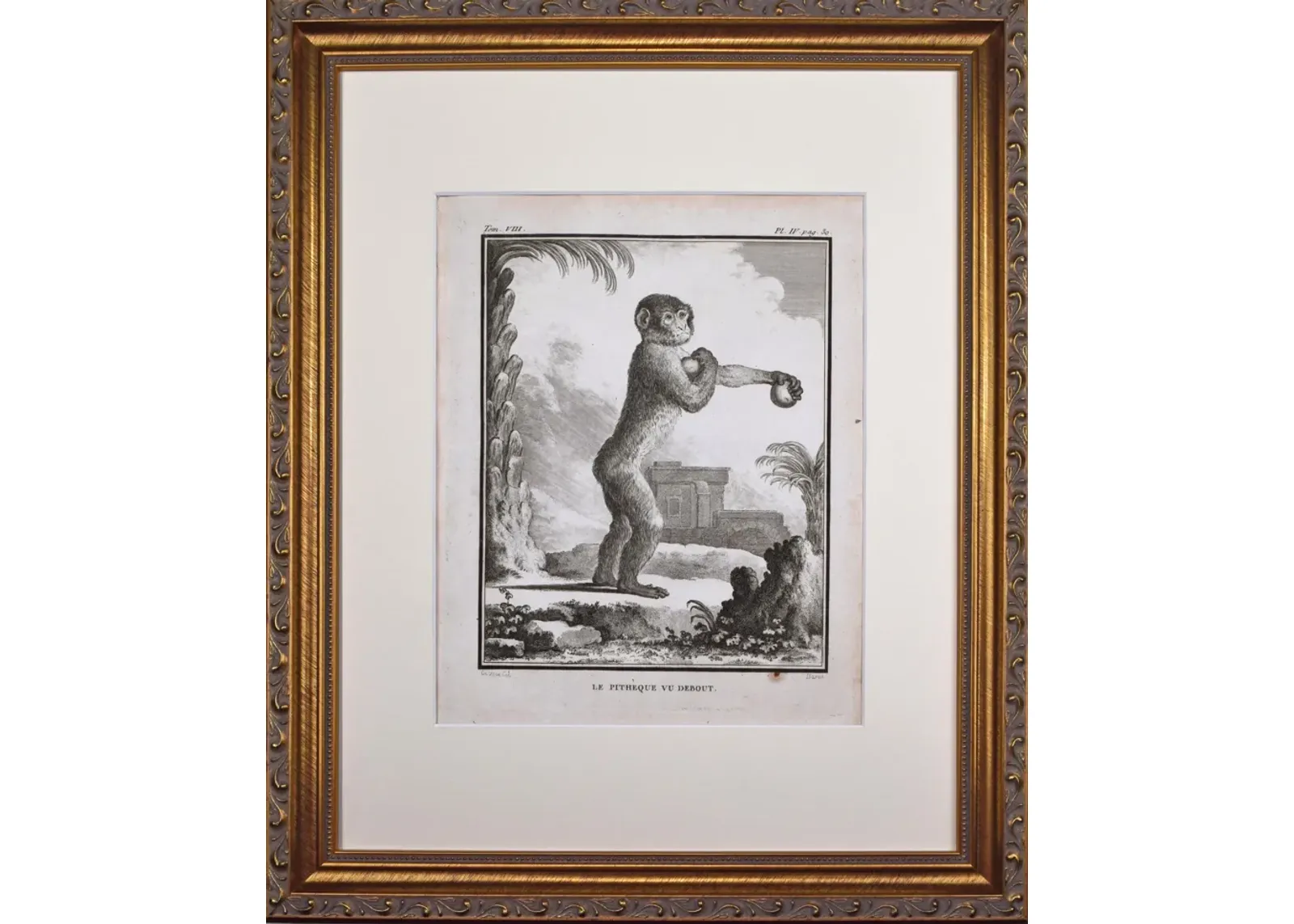 18th Century French Monkey Engraving - Antiquarian Art Company - Black