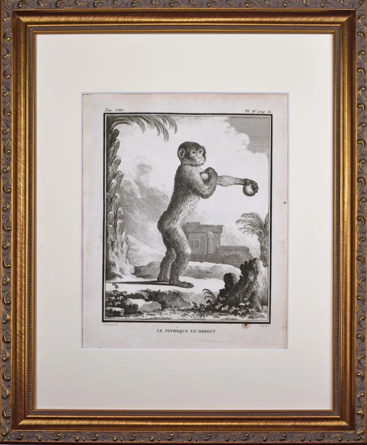 18th Century French Monkey Engraving - Antiquarian Art Company - Black