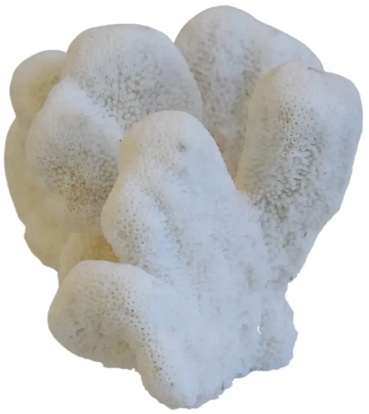 Coastal Nautical White Coral Specimen