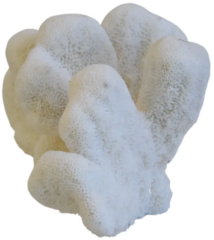 Coastal Nautical White Coral Specimen