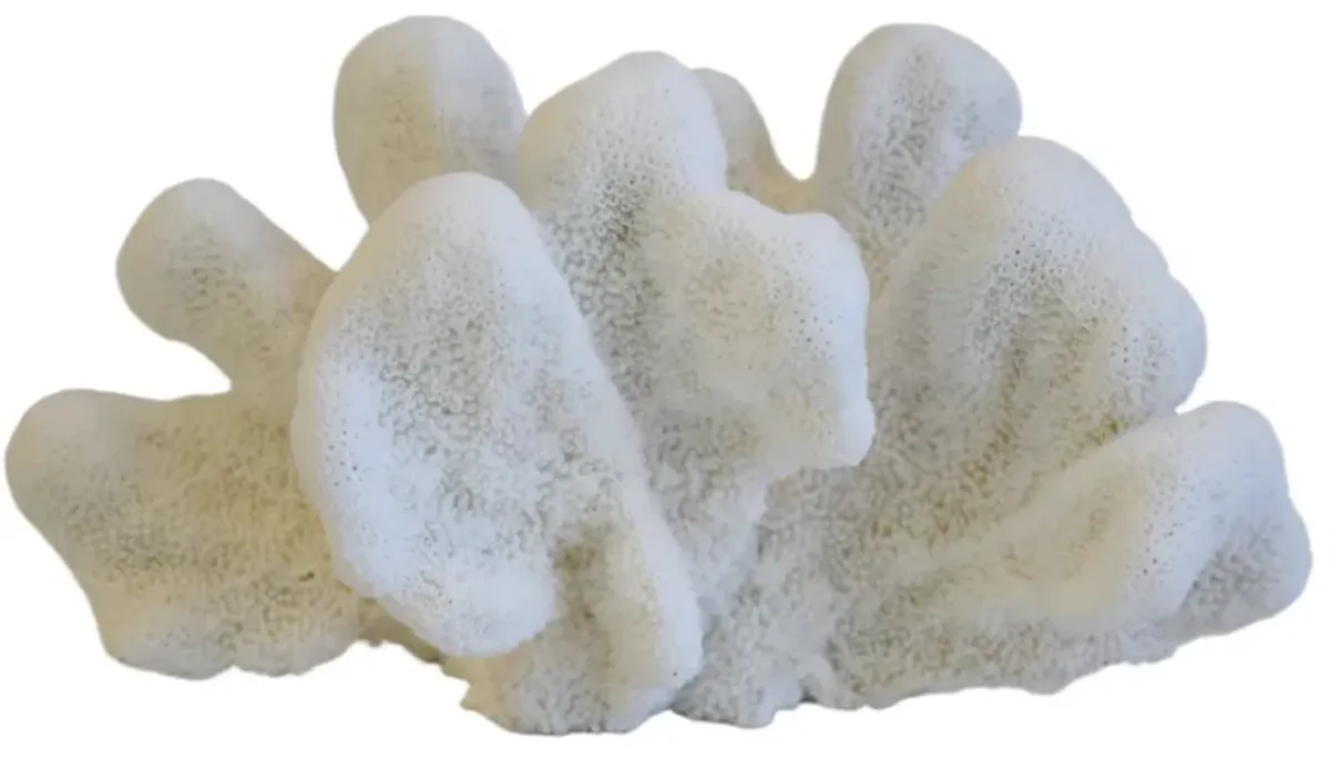 Coastal Nautical White Coral Specimen