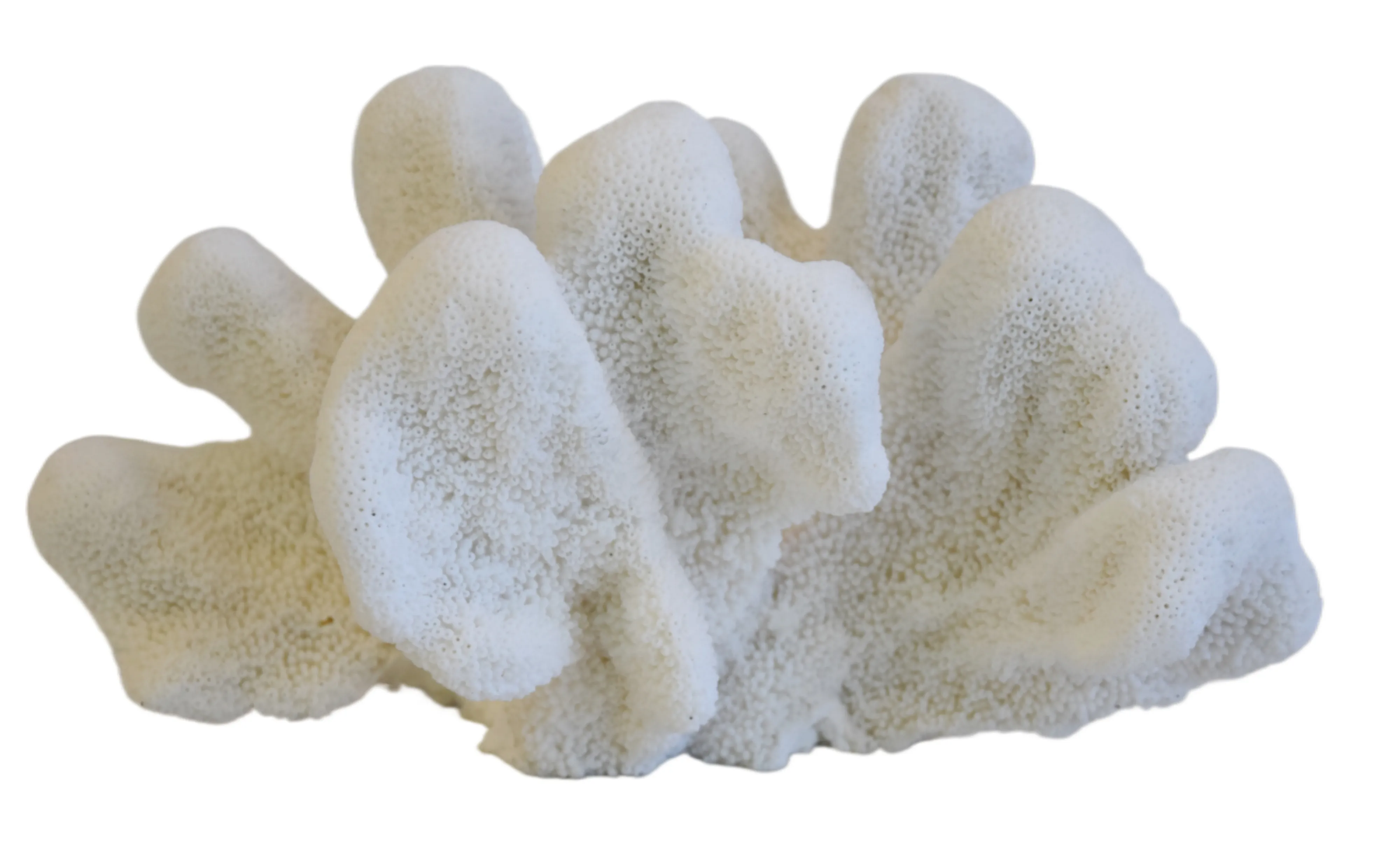 Coastal Nautical White Coral Specimen