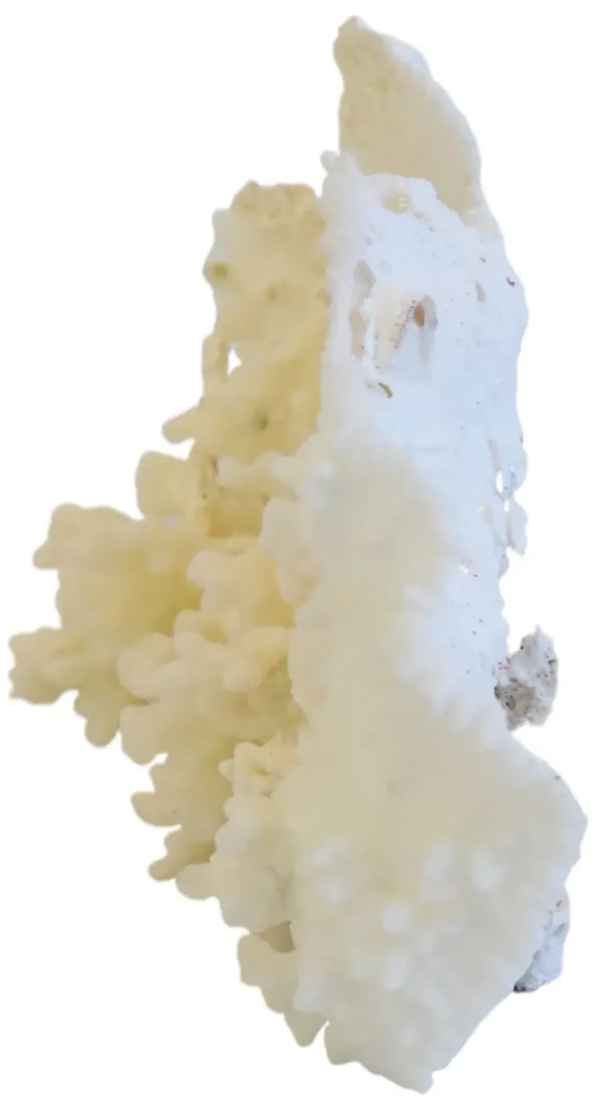 Coastal Nautical White Coral Specimen