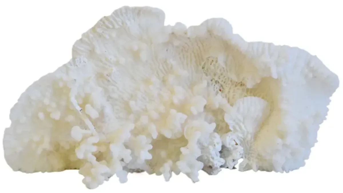 Coastal Nautical White Coral Specimen