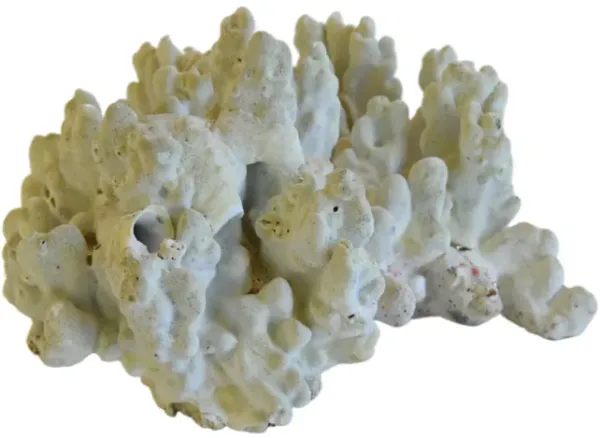 Coastal Nautical Green Coral Specimen