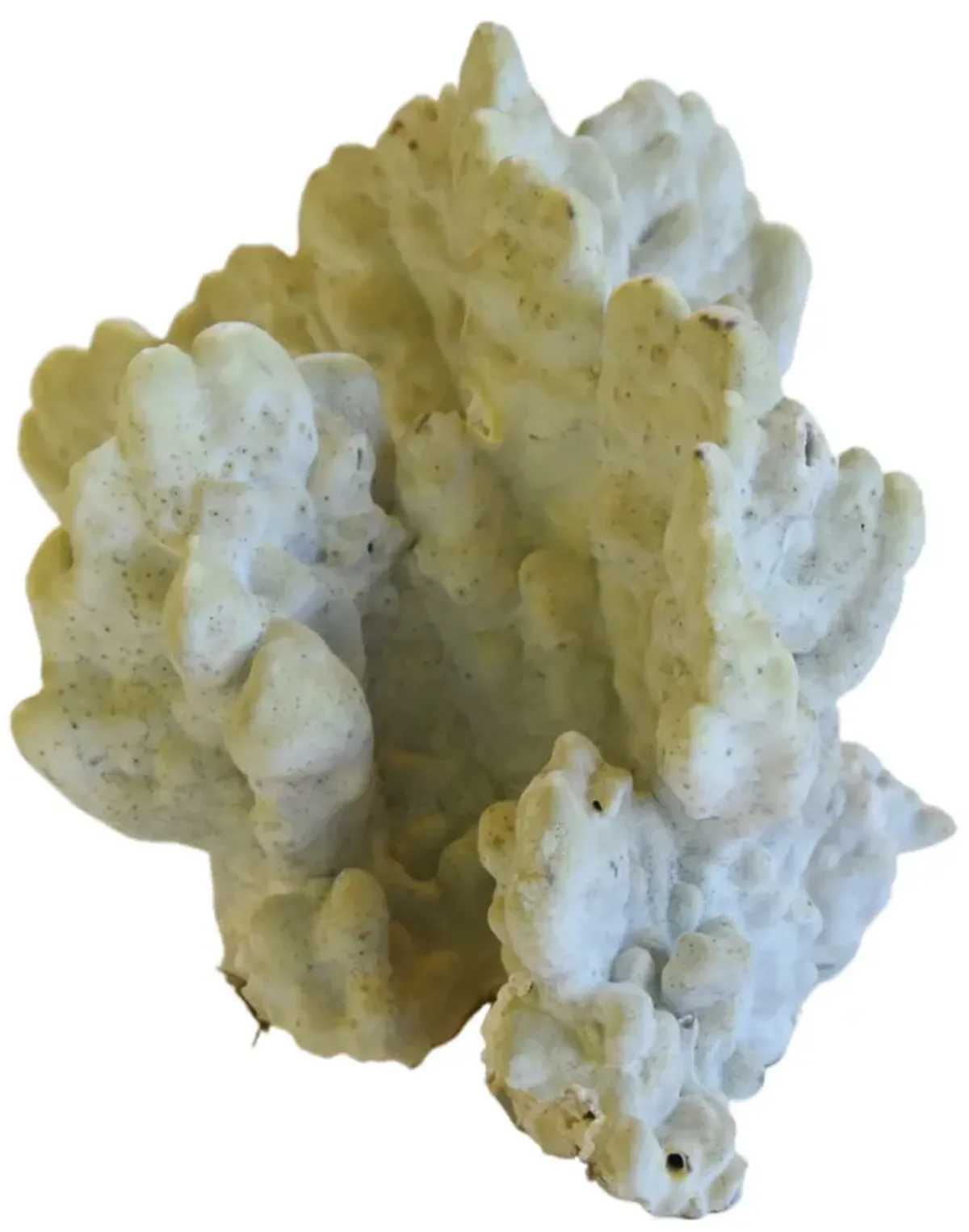 Coastal Nautical Green Coral Specimen