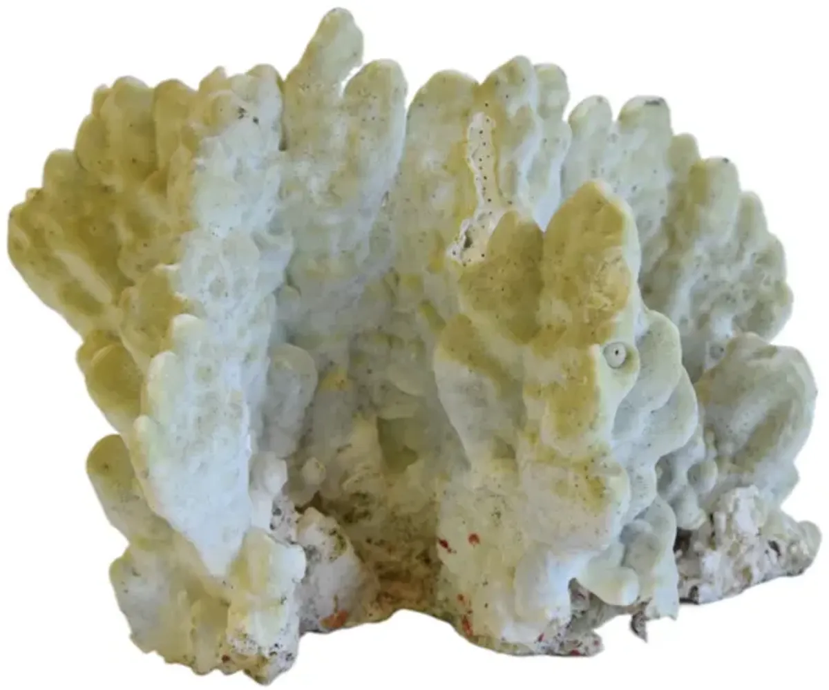 Coastal Nautical Green Coral Specimen