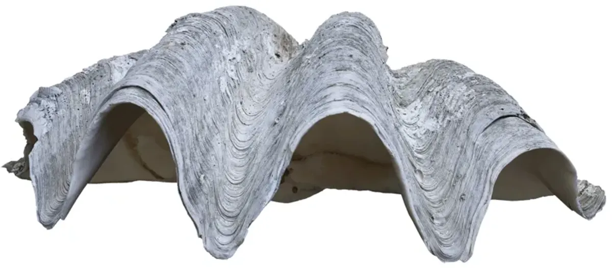 Giant Clam Shell South Seas #3 - Fleur de Lex Antiques