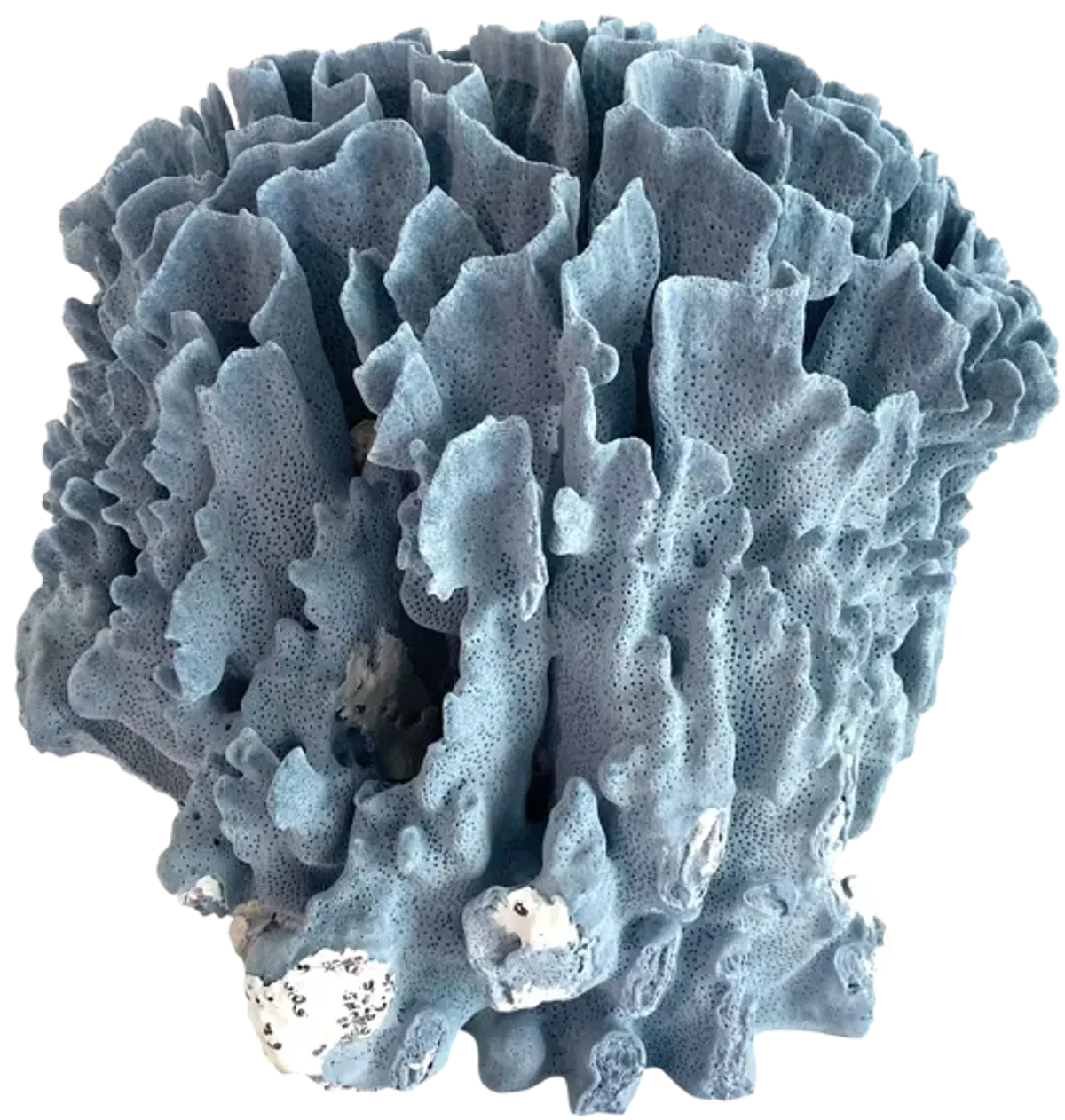 Decorator Natural Blue Coral Specimen - Ballyhoo