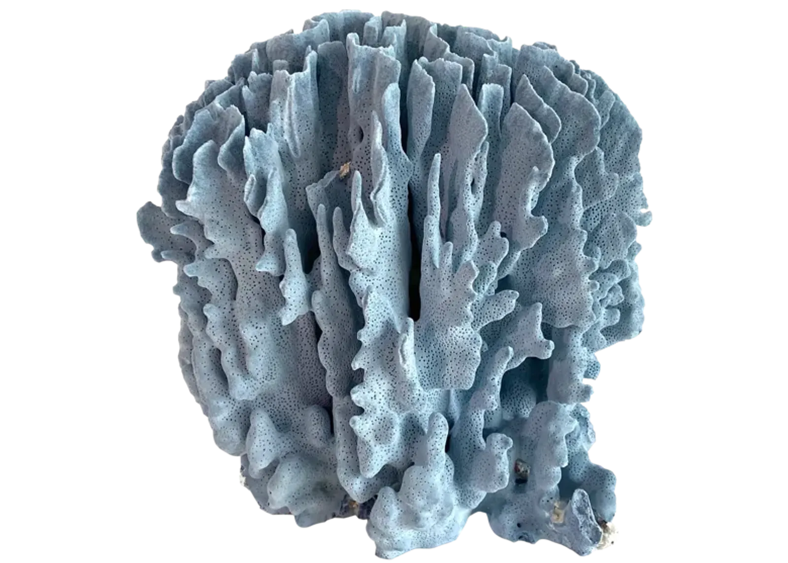 Decorator Natural Blue Coral Specimen - Ballyhoo