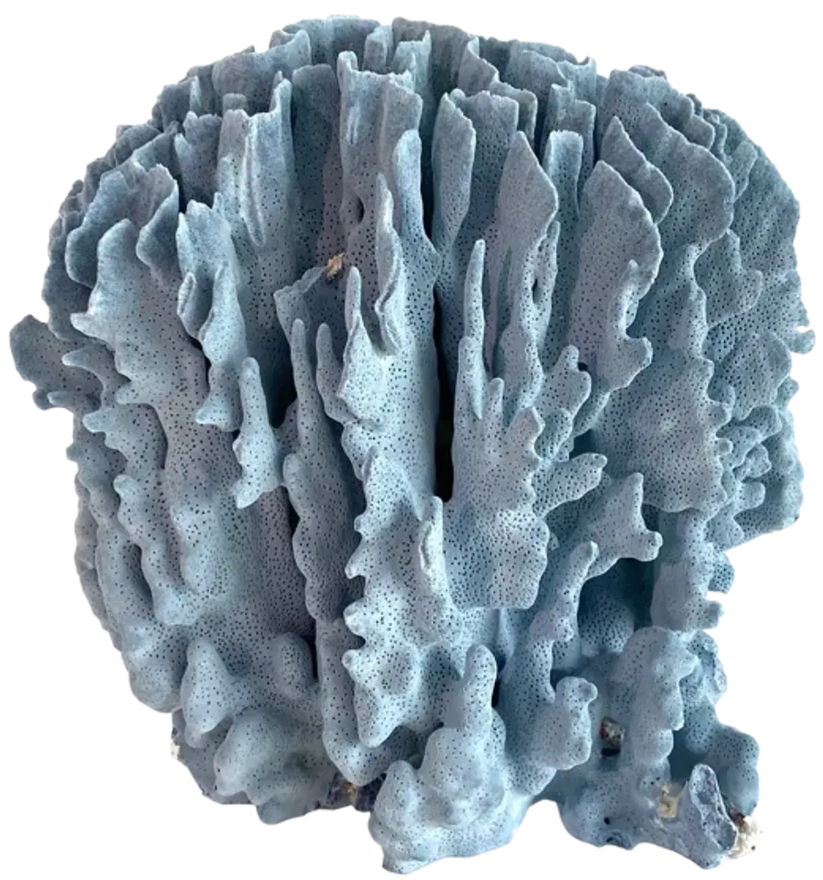 Decorator Natural Blue Coral Specimen - Ballyhoo