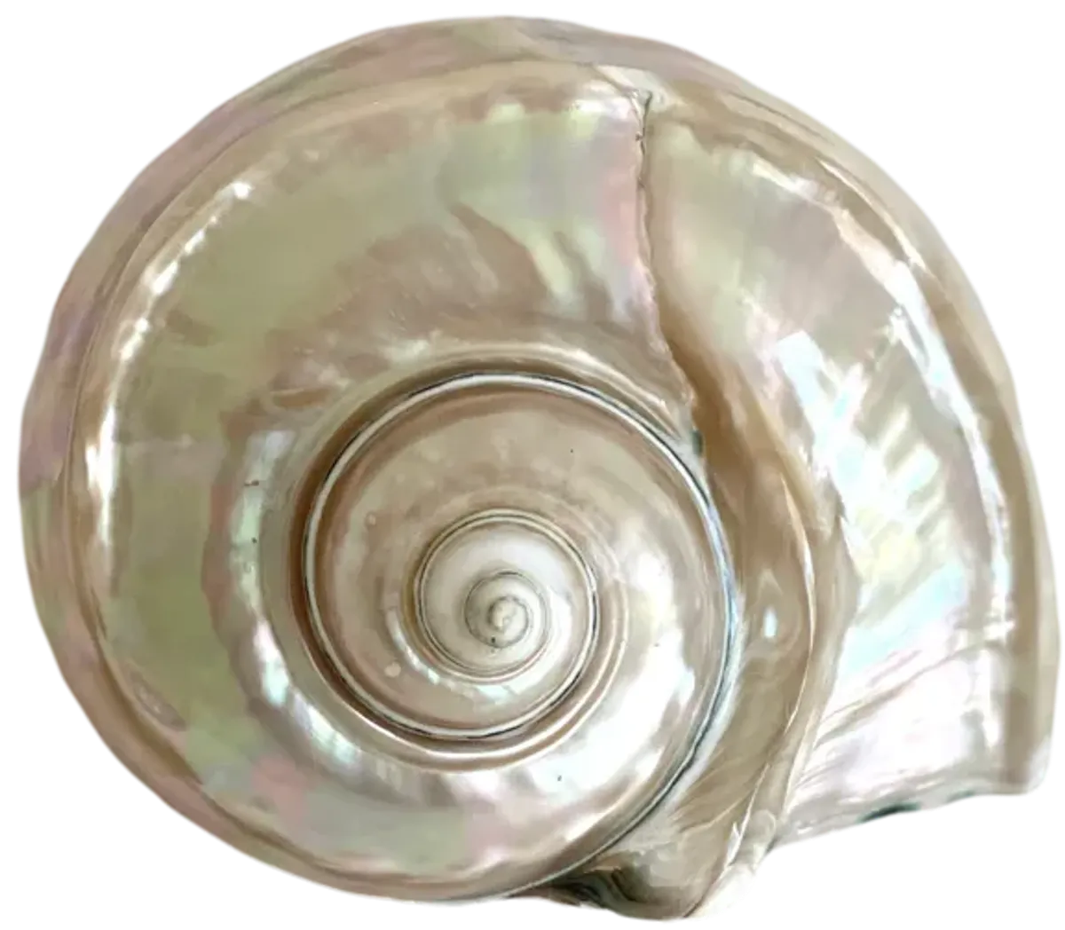 Mother of Pearl Turbo Marmoratus Shell - Ballyhoo - White