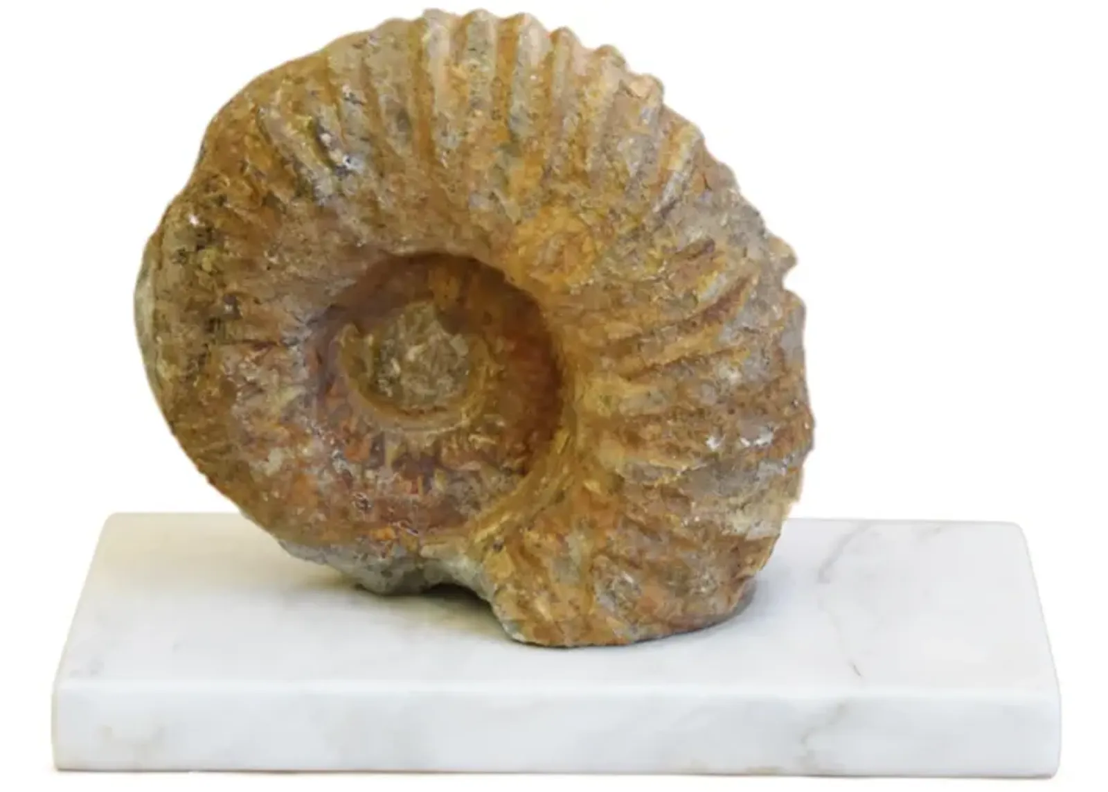 Sandstone Ammonite Fossil On Marble Base - brown