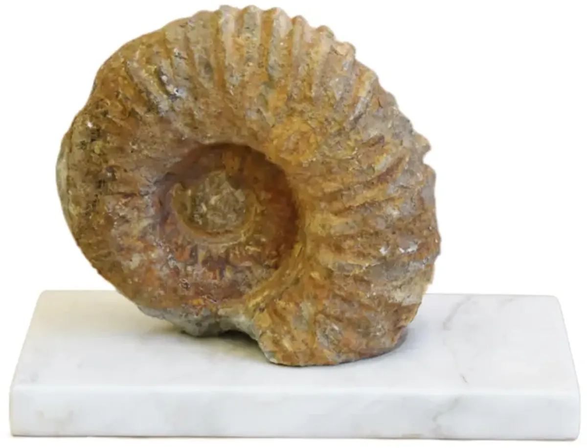 Sandstone Ammonite Fossil On Marble Base - brown