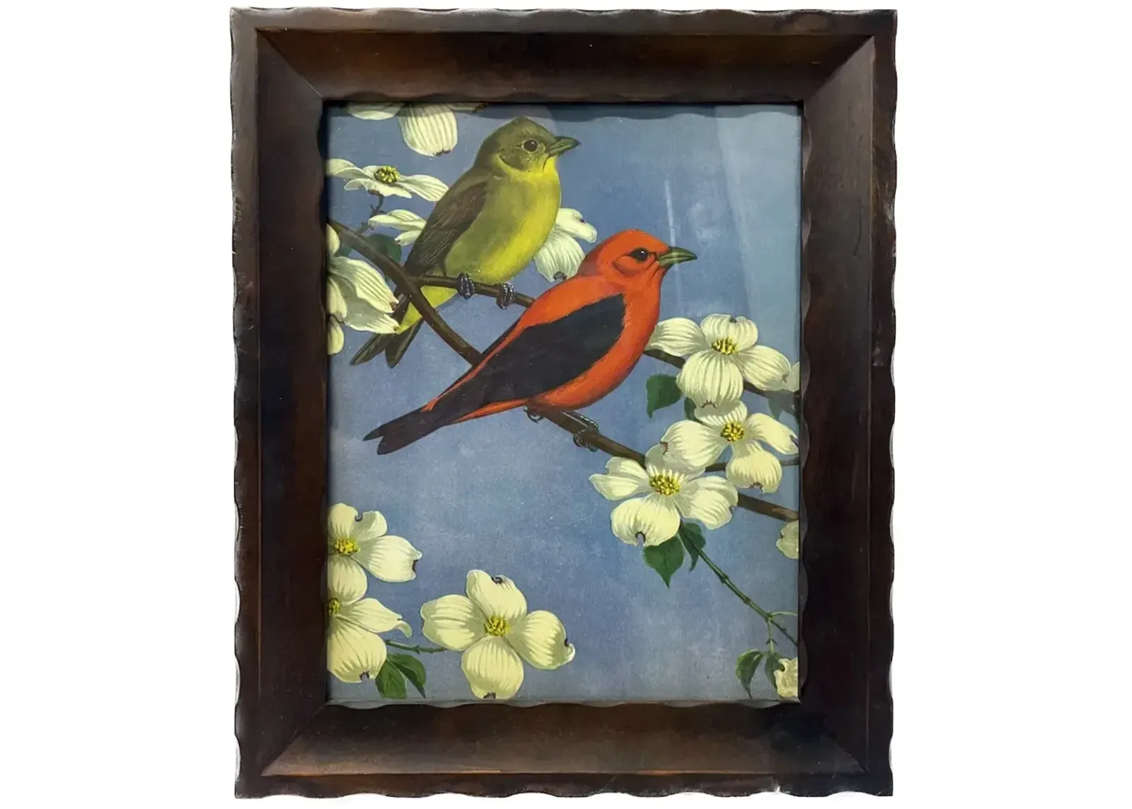 Vintage Framed Wild Bird Print - Blue