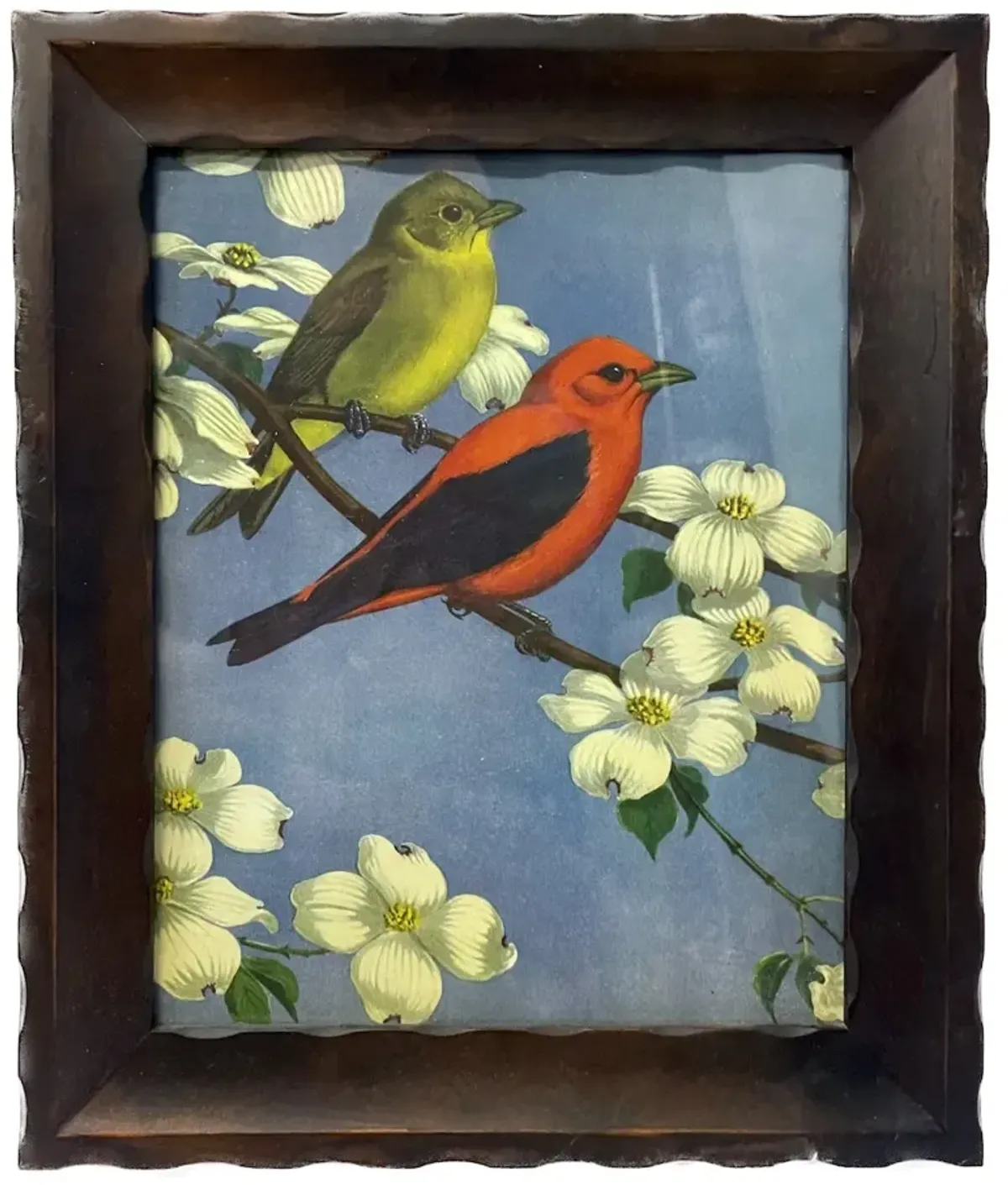 Vintage Framed Wild Bird Print - Blue