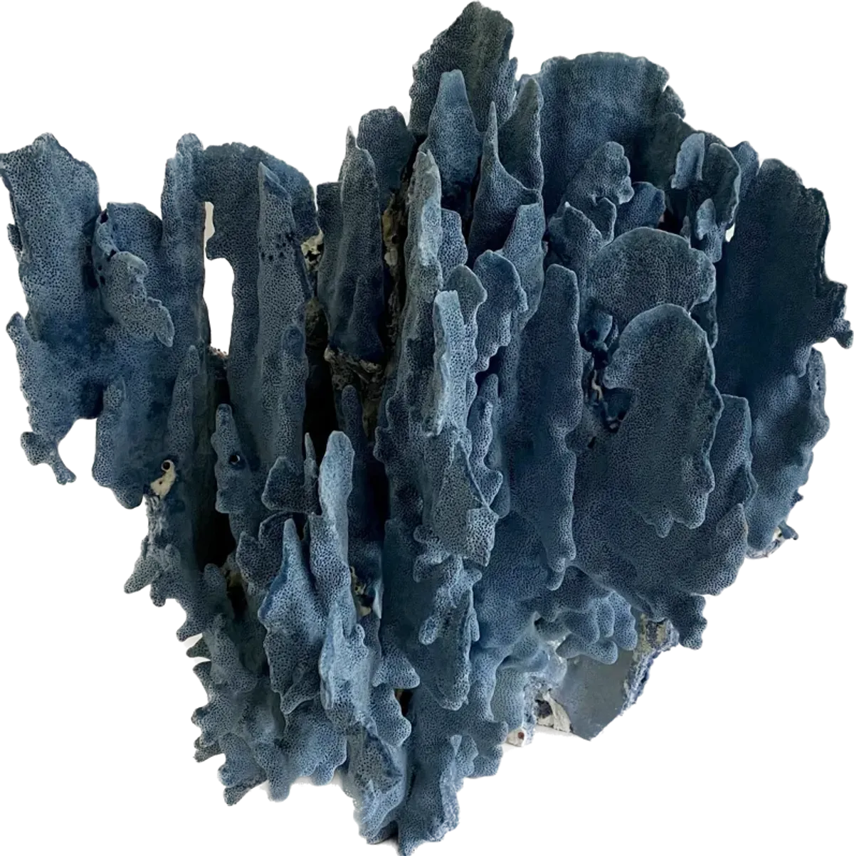 Exceptional Natural Blue Coral Specimen