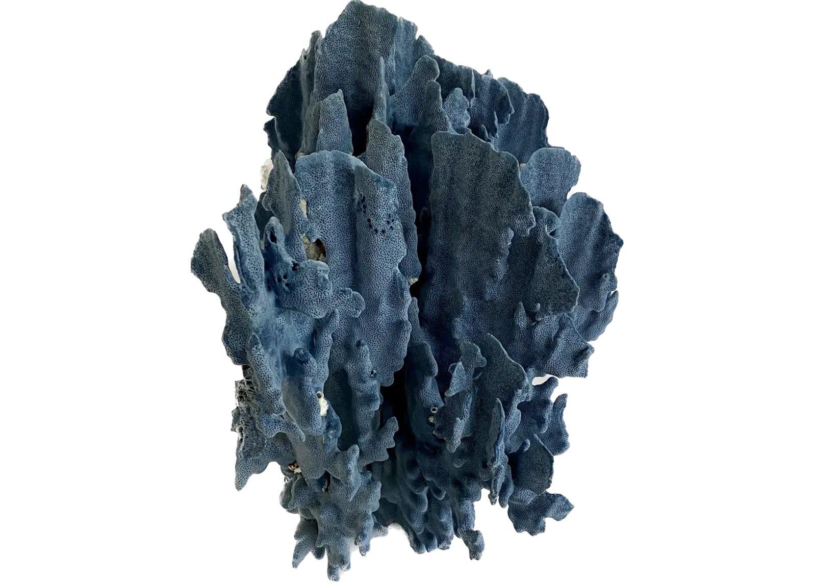 Exceptional Natural Blue Coral Specimen