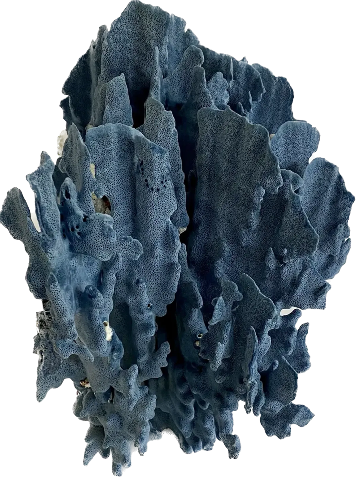 Exceptional Natural Blue Coral Specimen