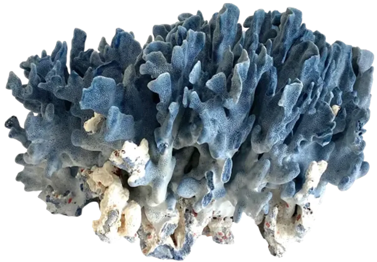 Exceptional Natural Blue Coral