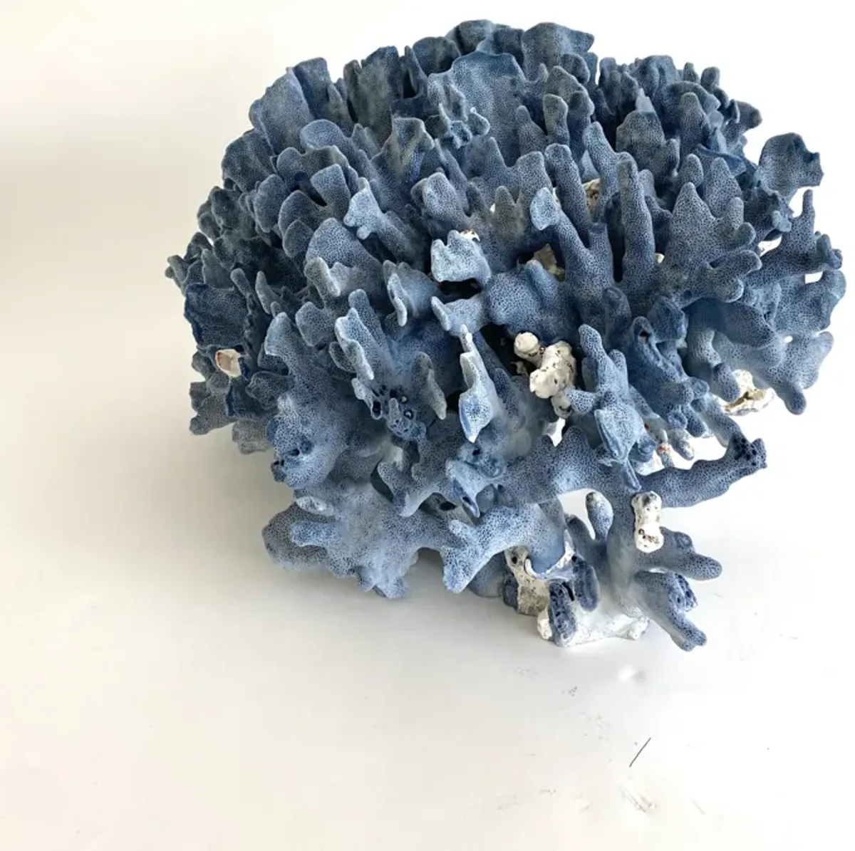 Exceptional Natural Blue Coral