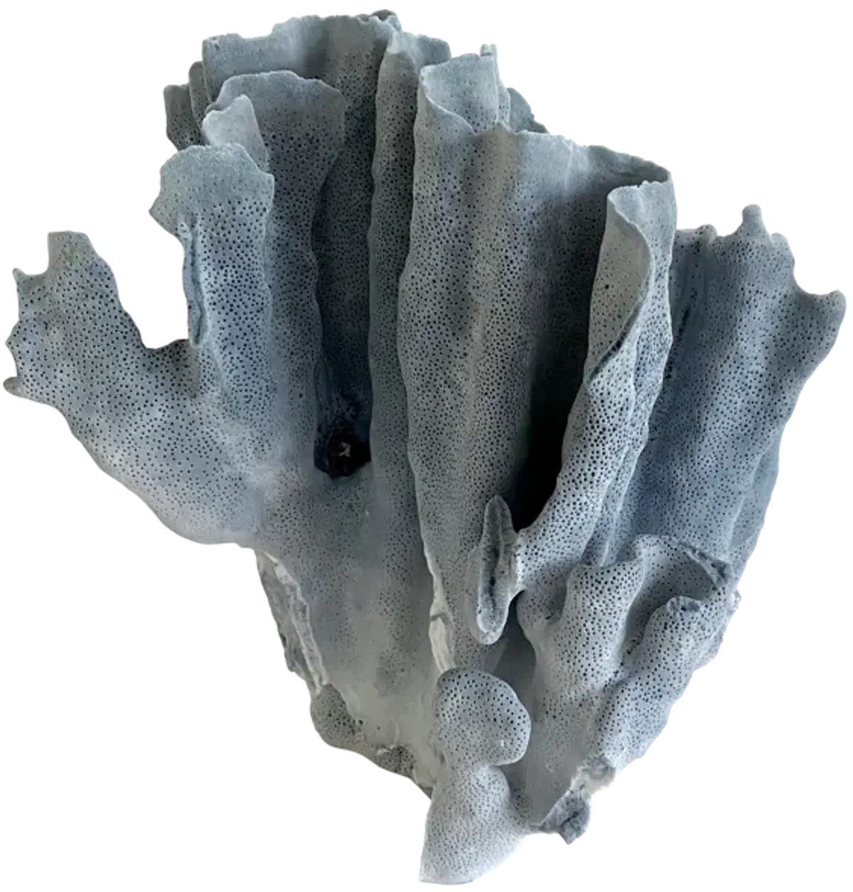 Natural Blue Coral Specimen