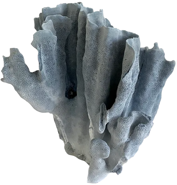 Natural Blue Coral Specimen