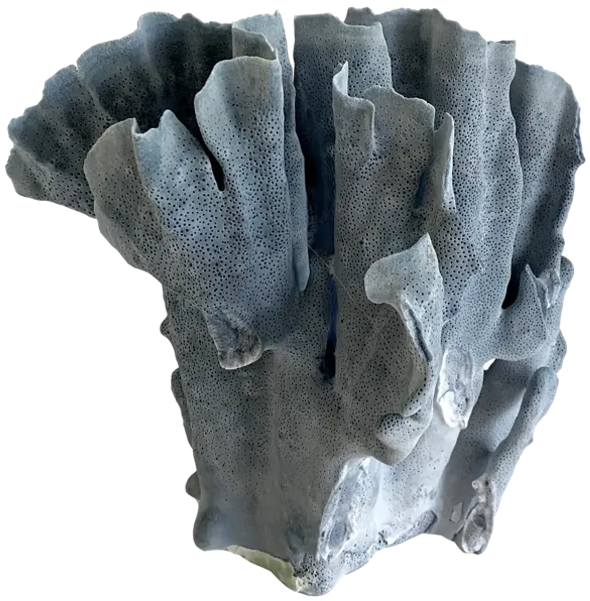 Natural Blue Coral Specimen