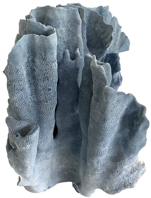 Natural Blue Coral Specimen