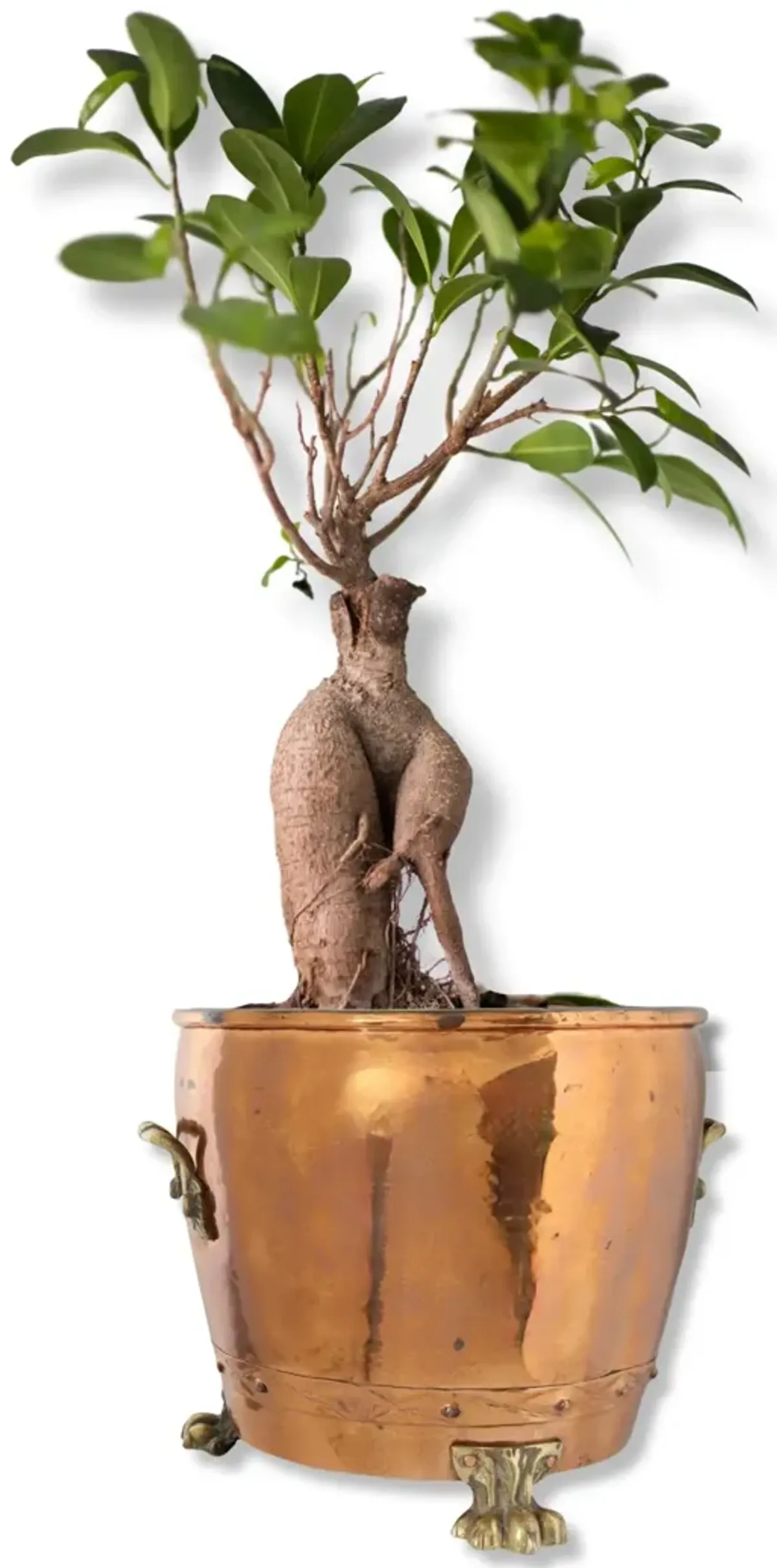 Antique English Copper Claw Foot Planter - Rose Victoria - gold - 16" L x 13.5" W x 12.25" H