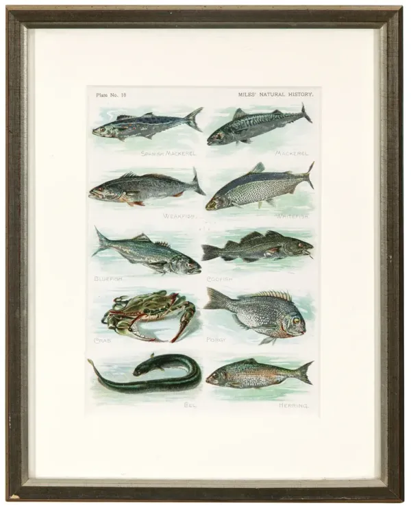 Custom Framed Encyclopedia Illustration - Fleur de Lex Antiques - blue
