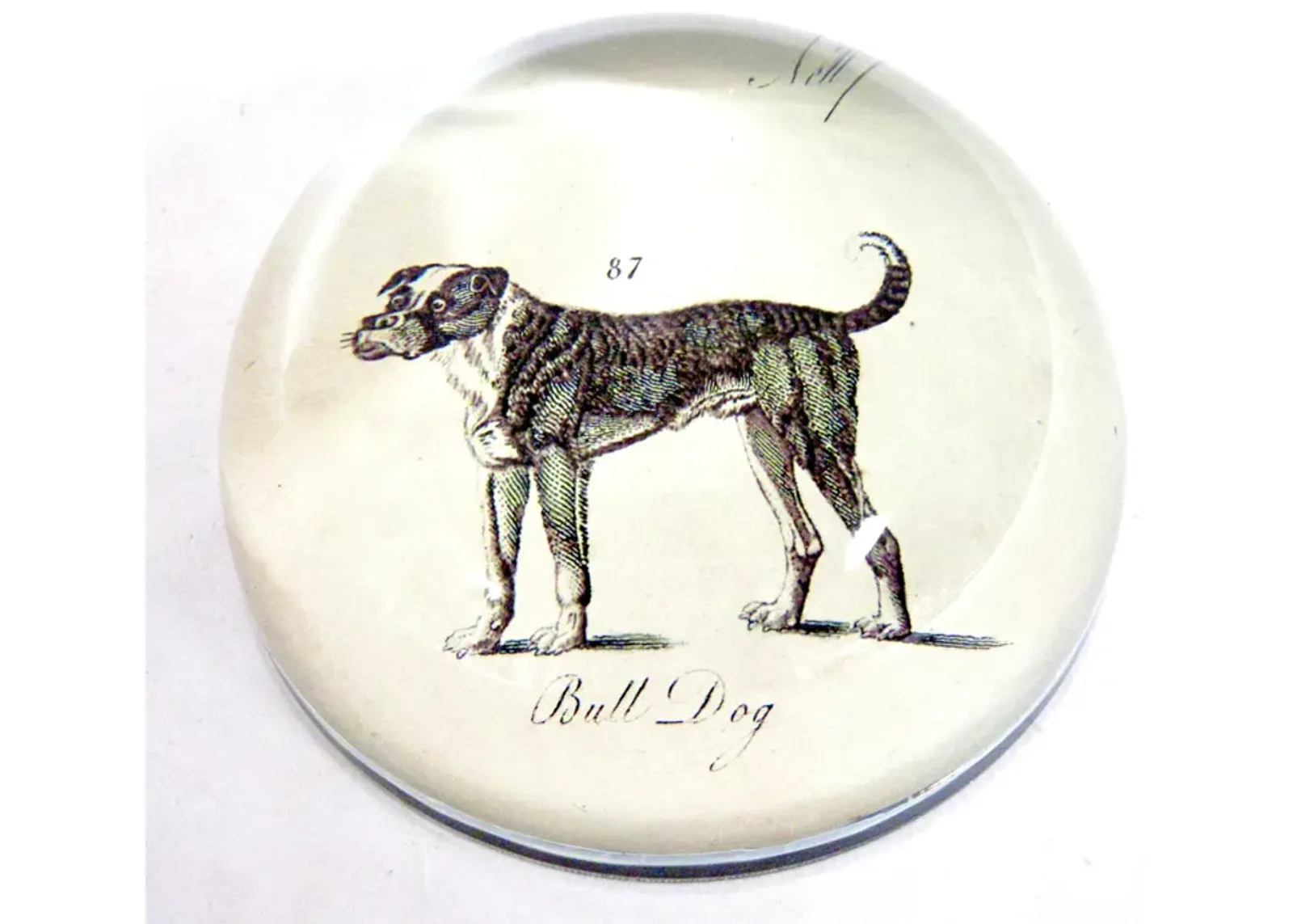 Bull Dog Paperweight