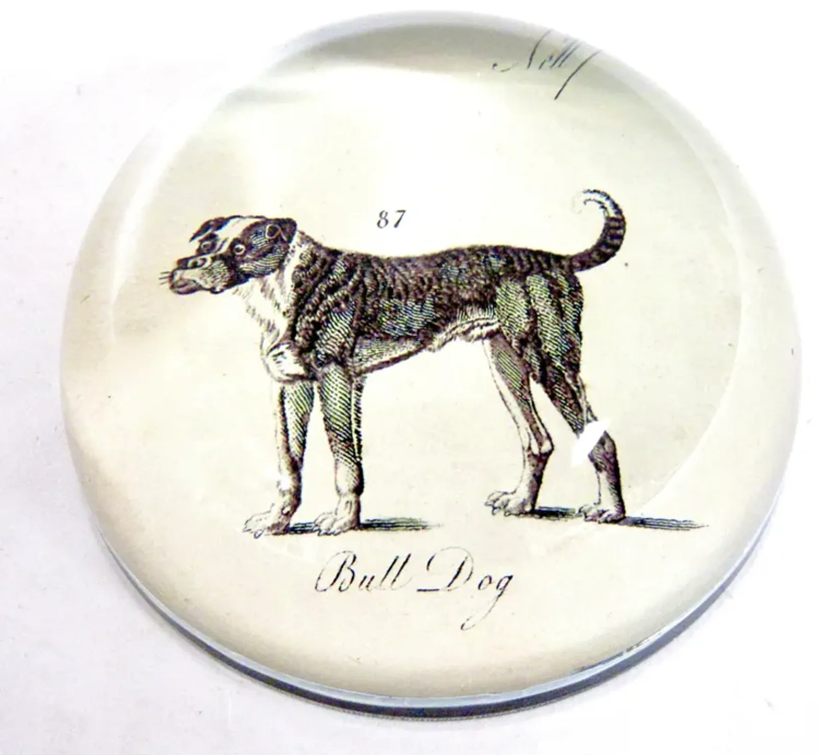 Bull Dog Paperweight