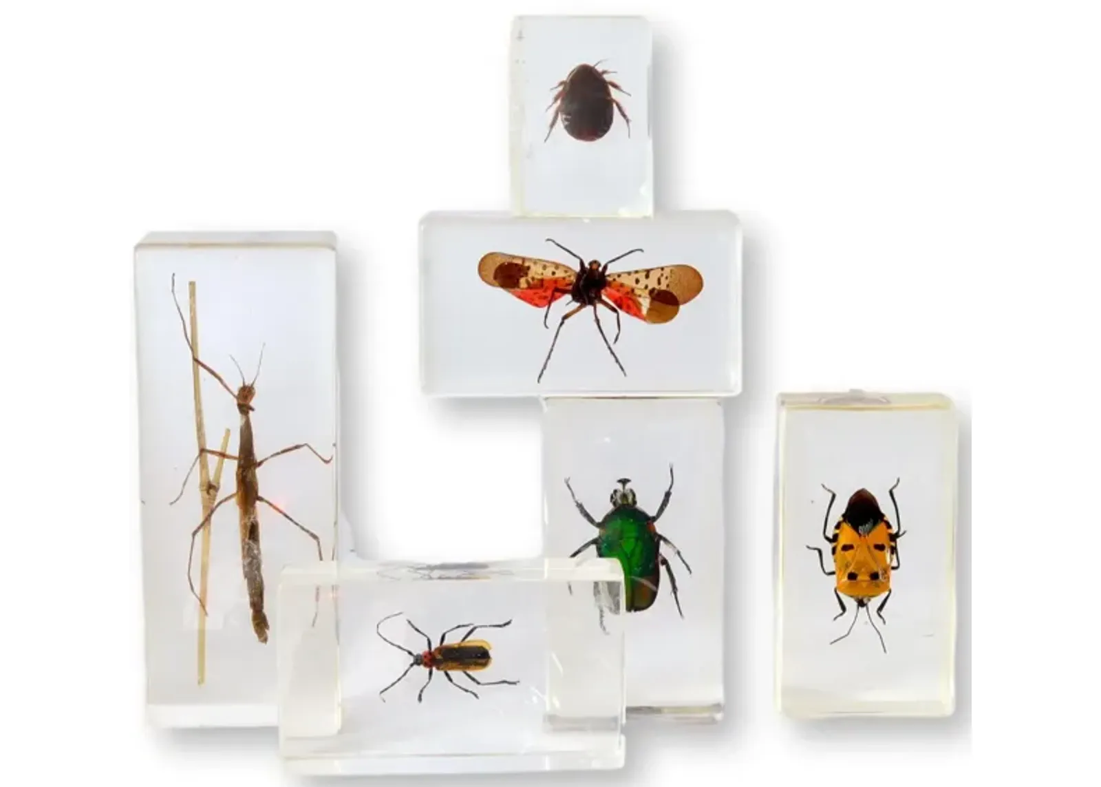 Entomology "Bugs" Science Specimens - Blue