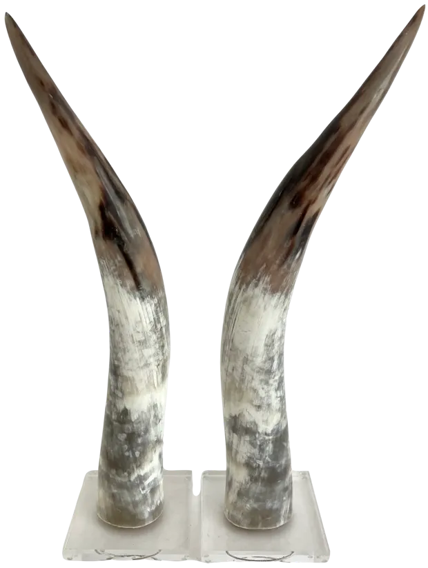 Polished Texas Steer Horn on Acrylic Bas - white