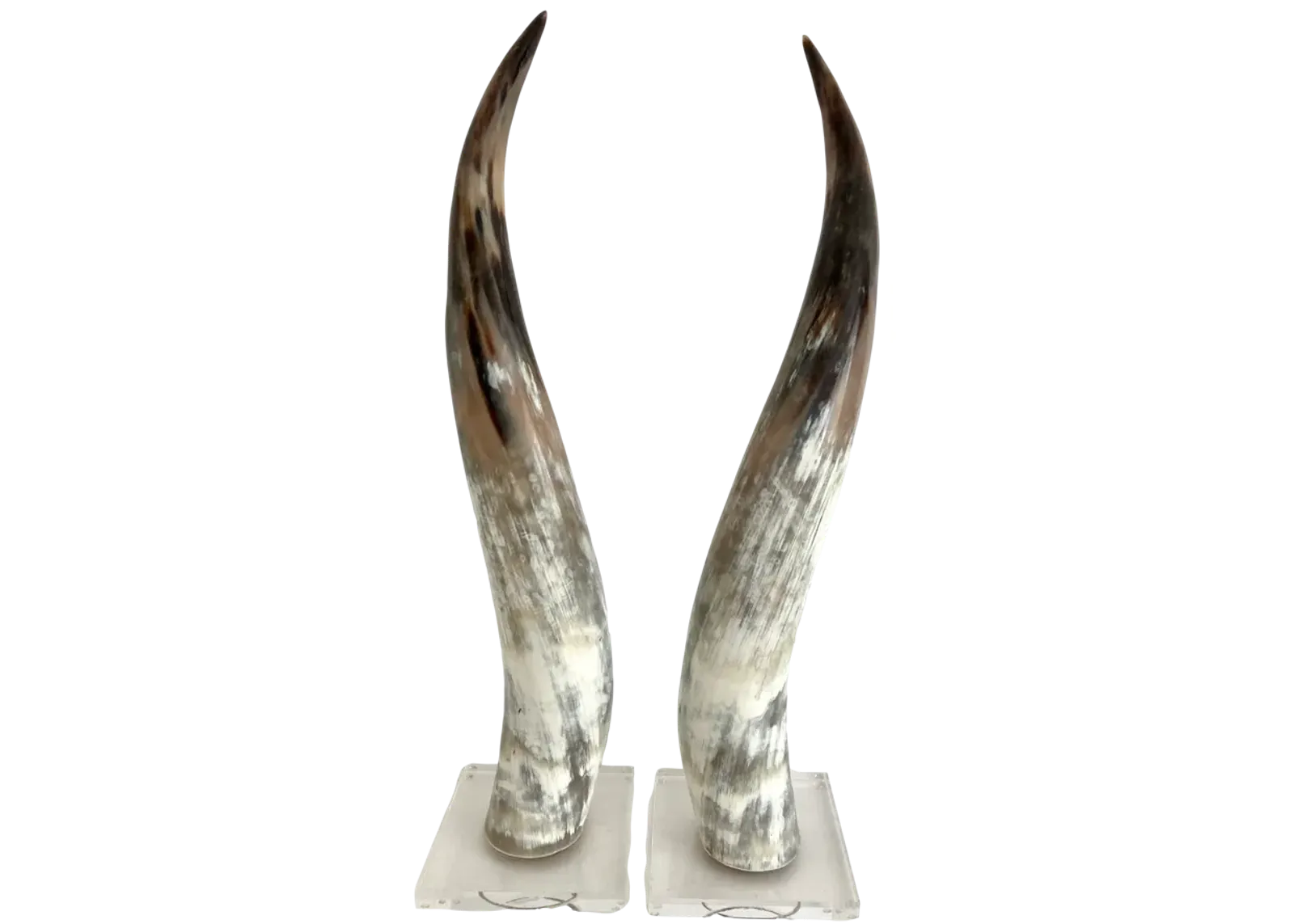 Polished Texas Steer Horn on Acrylic Bas - White