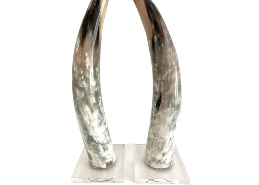 Polished Texas Steer Horn on Acrylic Bas - white