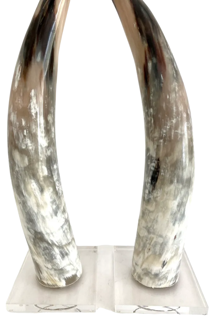 Polished Texas Steer Horn on Acrylic Bas - white