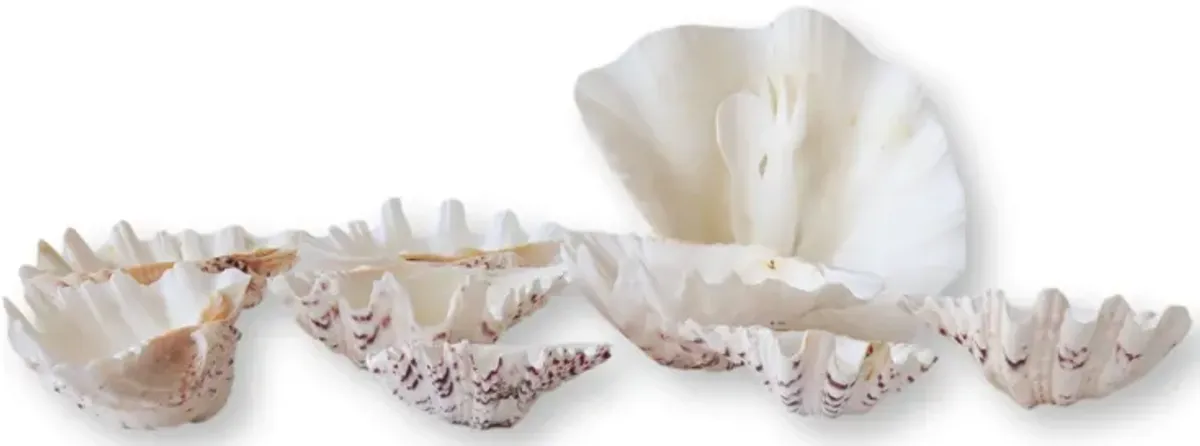 Midcentury Natural Shell Seafood Set