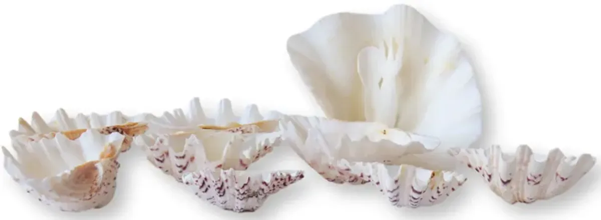 Midcentury Natural Shell Seafood Set