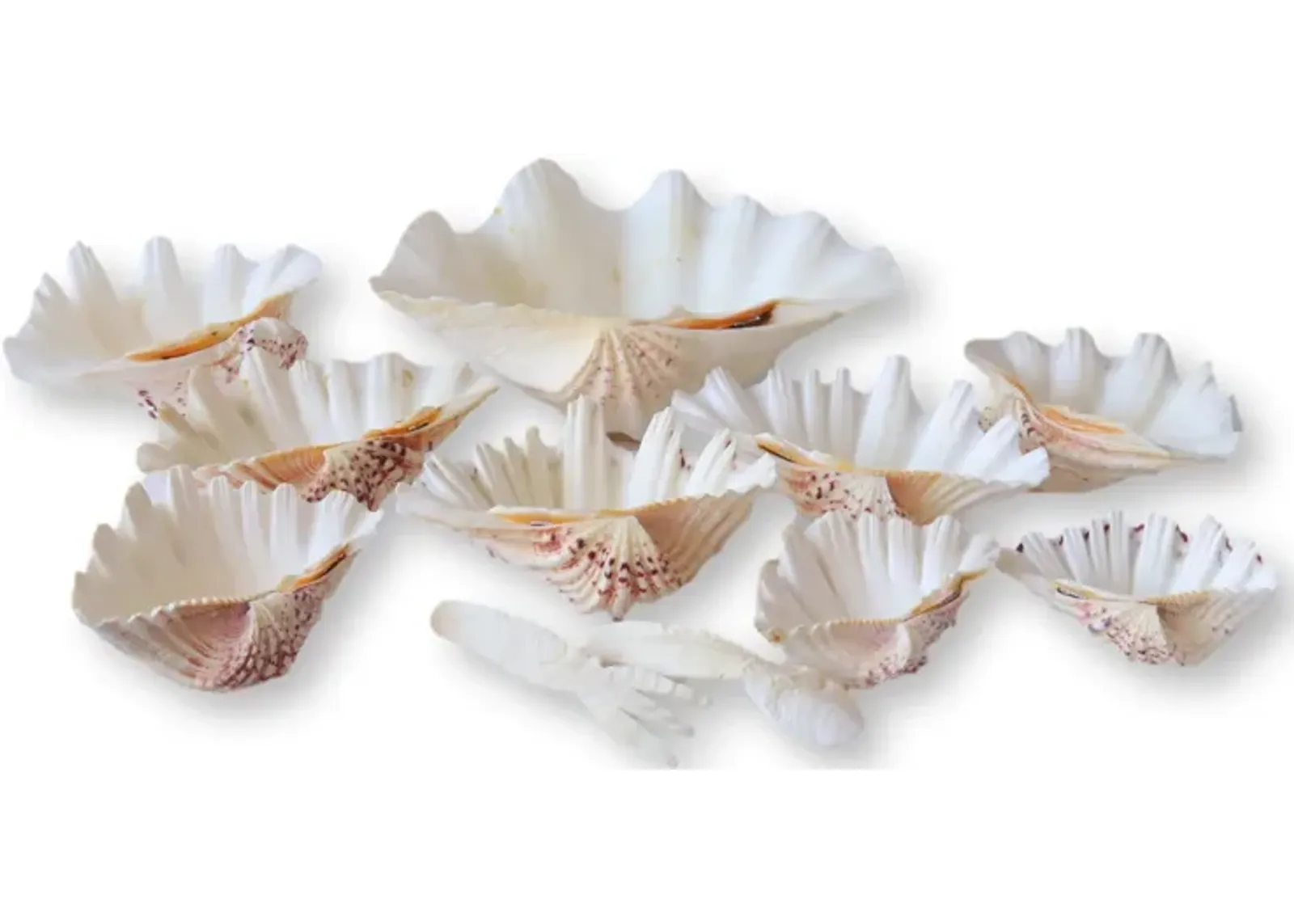 Midcentury Natural Shell Seafood Set