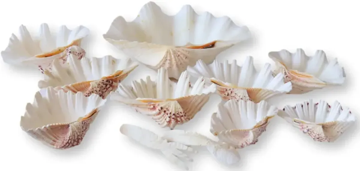 Midcentury Natural Shell Seafood Set