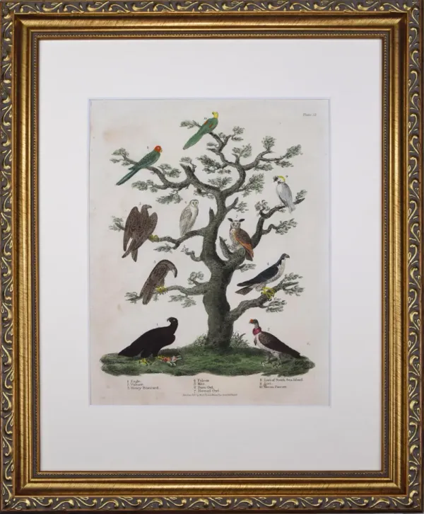 19th Century Hand Colored Bird Engraving - Antiquarian Art Company - green