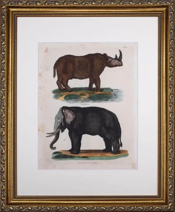 19th C. Hand Colored Elephant Engraving - Antiquarian Art Company - black